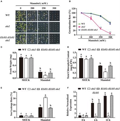 ELO2 Participates in the Regulation of Osmotic Stress Response by Modulating Nitric Oxide Accumulation in Arabidopsis